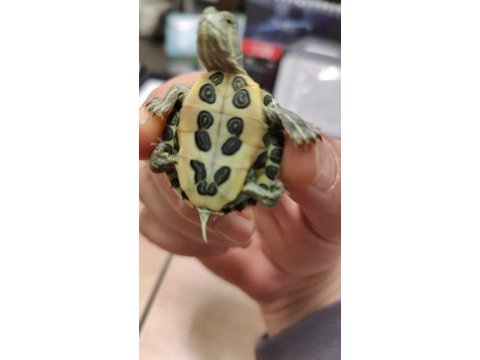 Gerçek minyatür kırmızı yanak su kaplumbağaları