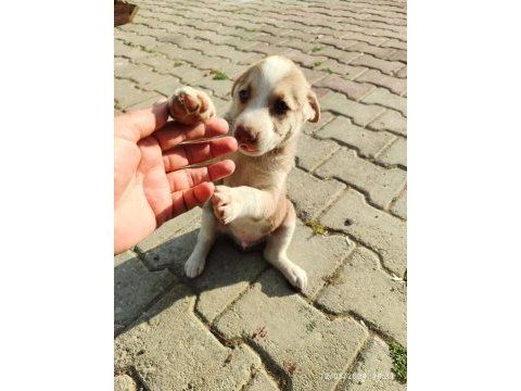 3 dişi yavru köpeğe yuva arıyorum