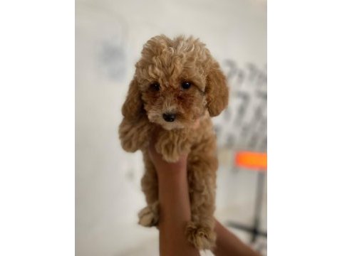 Maltipoo canlarım ev üretimi
