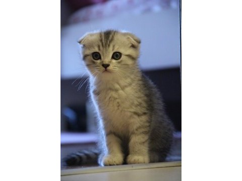 Tatlı scottish fold yavruyu sahiplendiriyorum