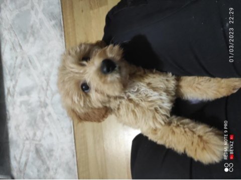 10 aralık doğumlu 3 aylık dişi çipli karneli maltipoo