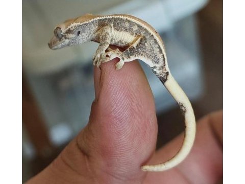 Crested gecko üst kalite