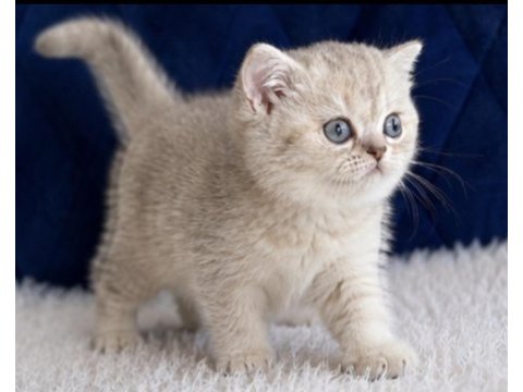 British shorthair silver yavrular
