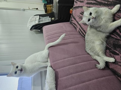 Safkan british longhair