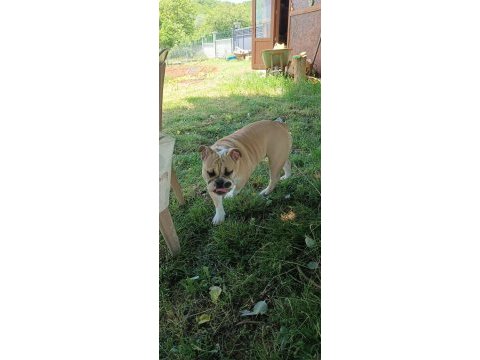 6 aylık dişi ingiliz bulldog