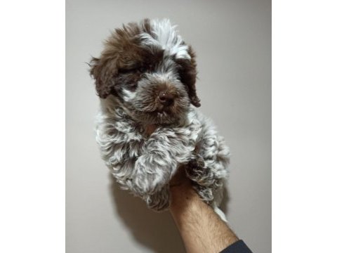 Lagotto romagnolo satılık 4 aylık