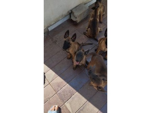 Belçika malinois köpeği