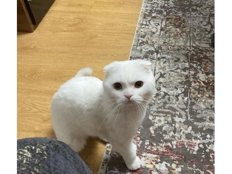 Bembeyaz scottish fold hair