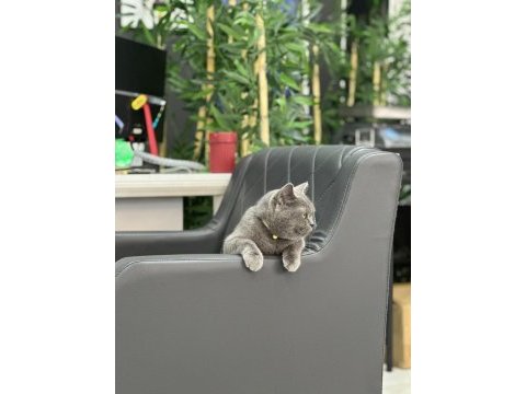 Uysal british shorthair