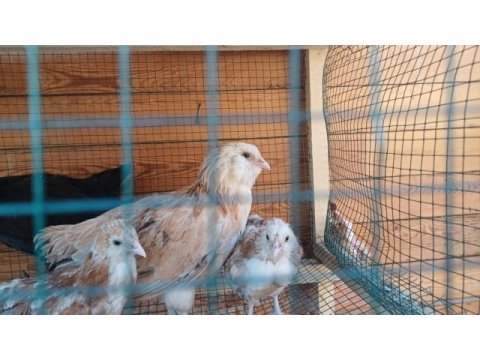 Çok sayıda süs tavukları