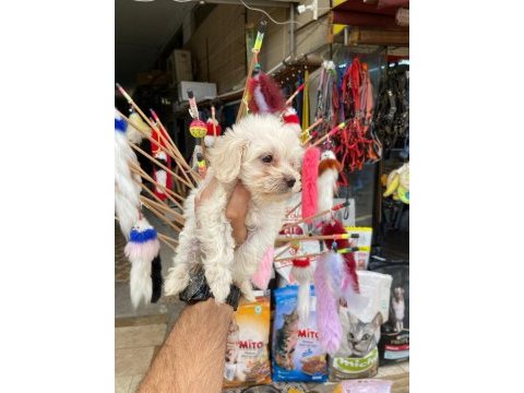 2 aylık maltese terrier