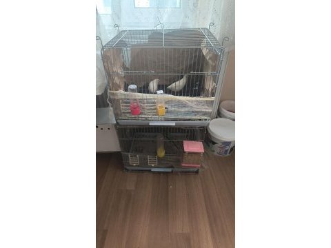 Japon jumbo bıldırcın mevcuttur