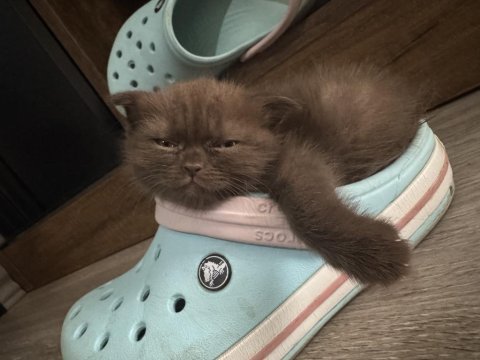 Minik british shorthair kediler