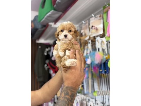 Türkiyenin en güzel maltipoo bebekleri core