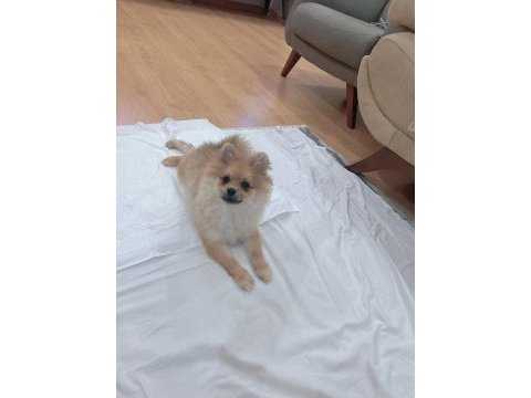 Pomeranian 5 aylık oğlumuz aşıları bitmiş