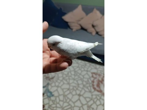 Yeni yeme düşmüş muhabbet kuşu yavrular ve yetişkinler