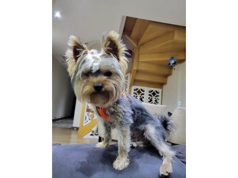 Yaşını yeni doldurmuş yorkshire terrier