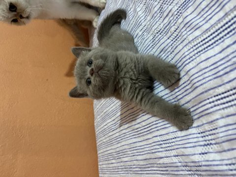 Top kafa orijinal british shorthair yavrular