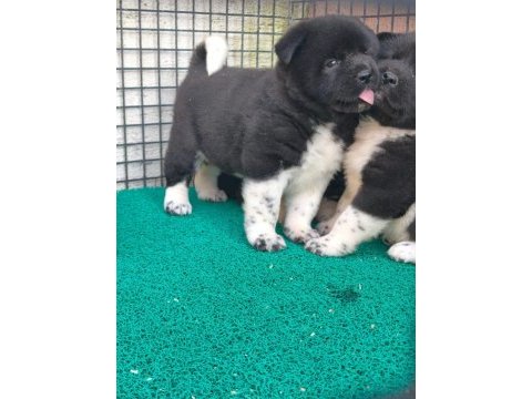 Orjinal amerikan akita yavrular