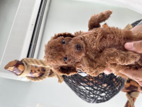 Safkan toy poodle 3 kg altı