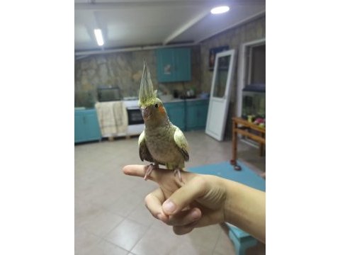 Ele alışkı sultan papağanı