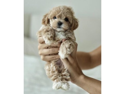 Micro boy teddy bear maltipoo