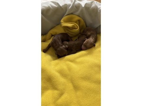 Yavru a kalite 2 dişi ve 1 erkek yavru poodle