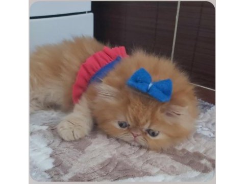 İran exotic longhair bebekler