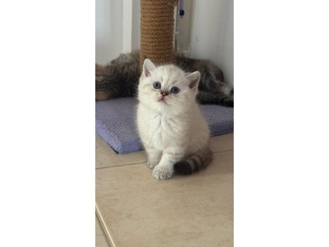 Irka uygun bebek kediler