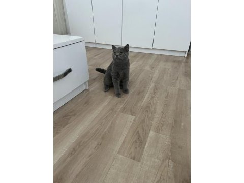 Safkan british shorthair yavru kedimiz