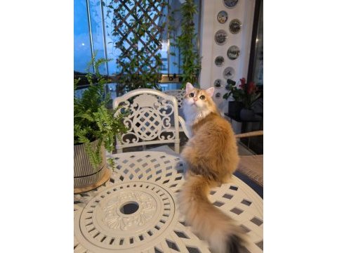 British longhair kedisi