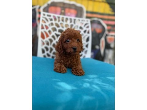 Ömürlük poodle yol arkadaşı