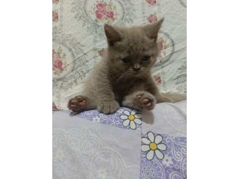 2 aylık british shorthair