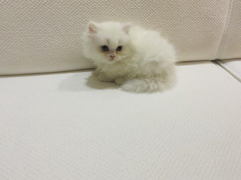 Oyuncu sevecen pamuk şeker british longhair yavrularım