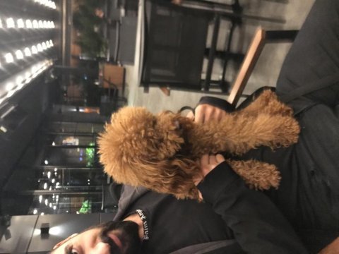 Yumoş poodle bebekler