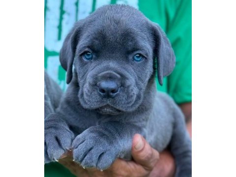 Black ve blue üst sınıf cane corso yavruları