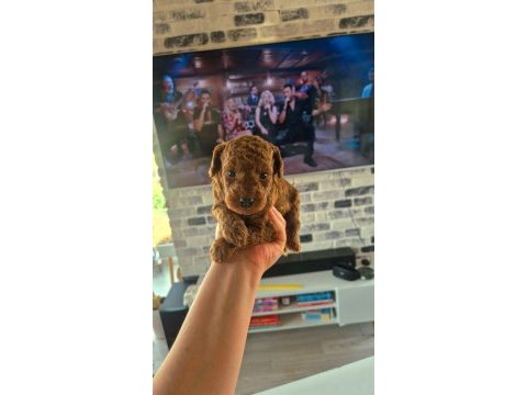 Dünya tatlısı şeker köpekler