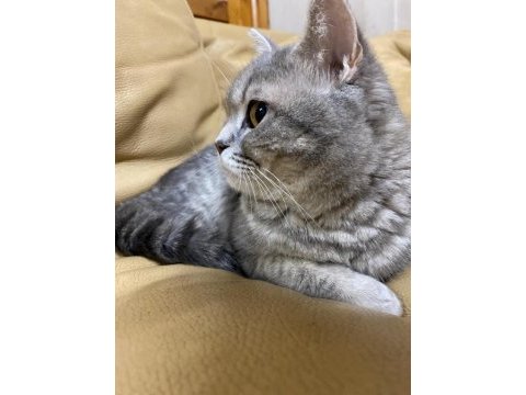 Dişi safkan british shorthair