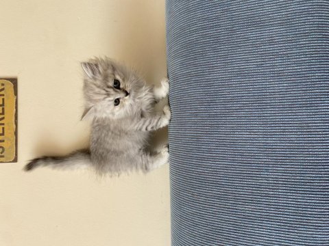 Evinizin yeni british shorthair arkadaşı