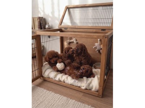 Toy poodle köpekler