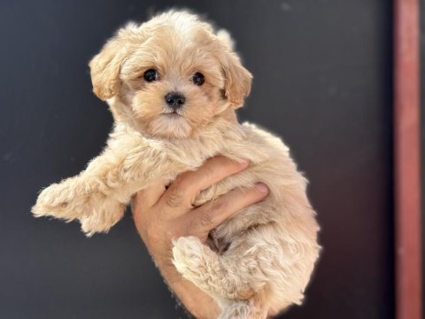 Ruhsatlı çiftlikde ziyarete açık kore maltipoo
