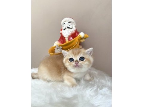 Golden british shorthair