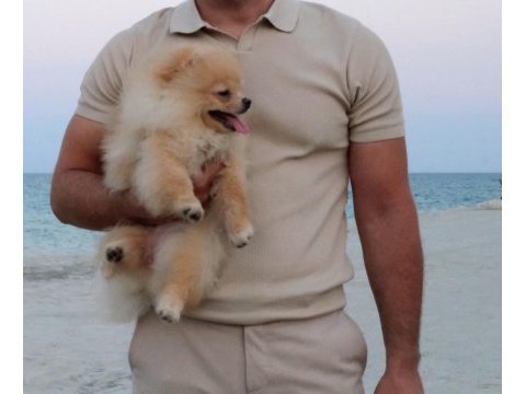 8 aylık dişi pomeranian uyguna