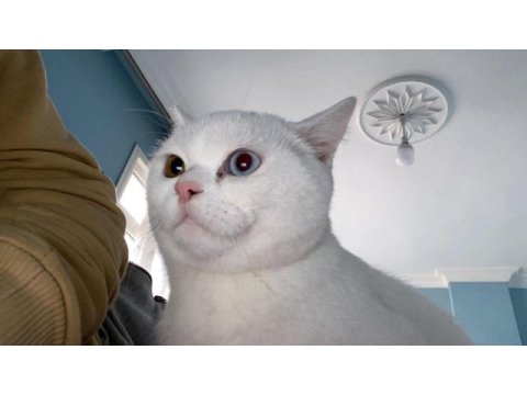 Scottish fold kedimizi sahiplendirmek istiyoruz