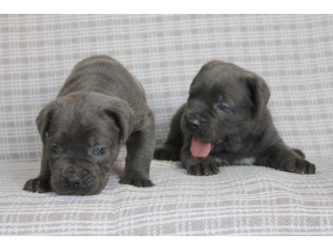 Benim cane corso köpeğim