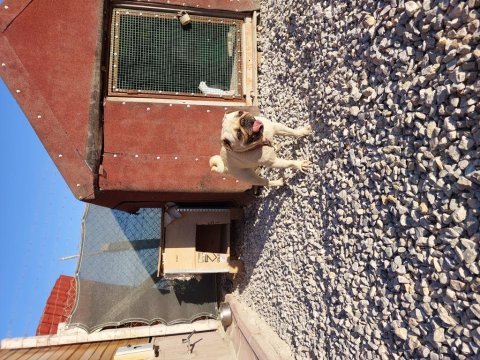 Acil 3 yaşında hamile a kalite dişi pug