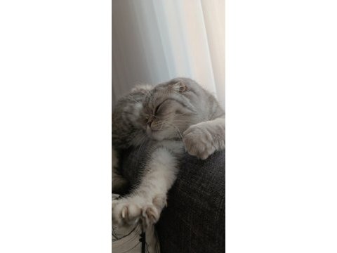 Uygun yavru scottish fold dişi