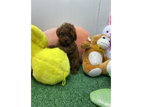 Siyah red ve red brown dişi erkek poodle yavrularımız