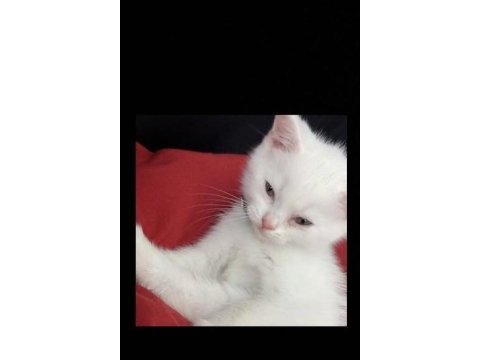 Sahiplendirilecek 02.04.23 doğumlu erkek british shorthair