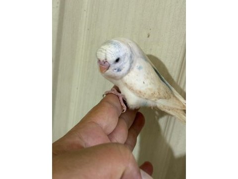 31 günlük konuşturmalık bebek muhabbet kuşu